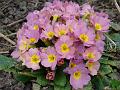 2010-0323-1335_Polyanthus_10,6C